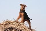 WELSH TERRIER 090
